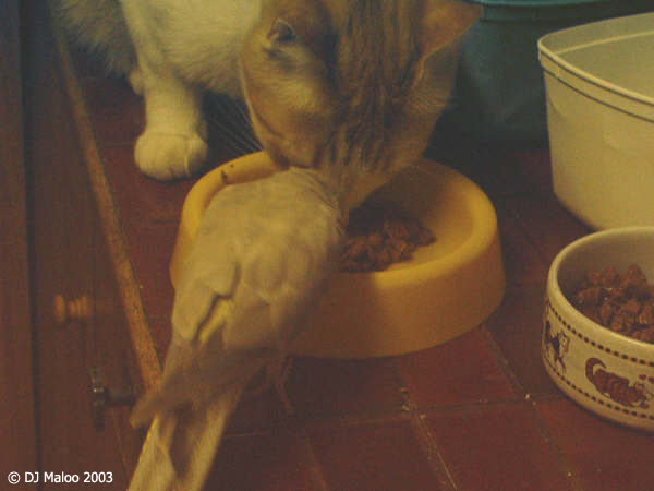 bird-and-cat.jpg