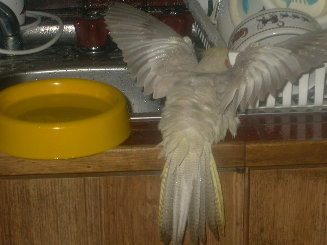 birdbath.jpg