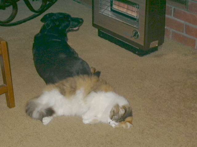 catndogheater.jpg